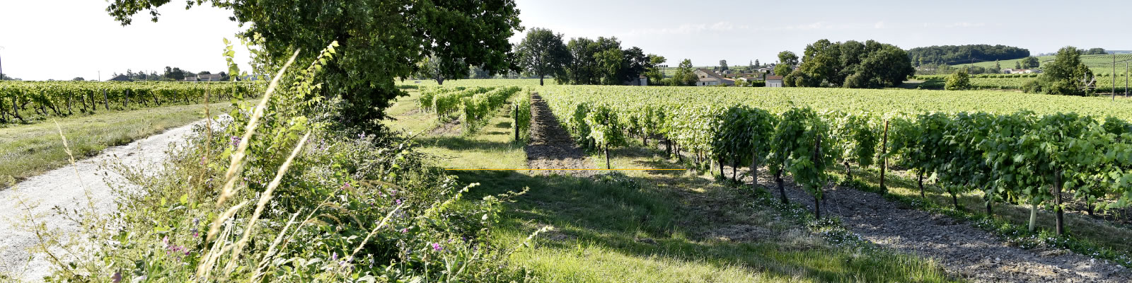 Estate of la Pouyade | Photo of vineyards | cognac jean fillioux